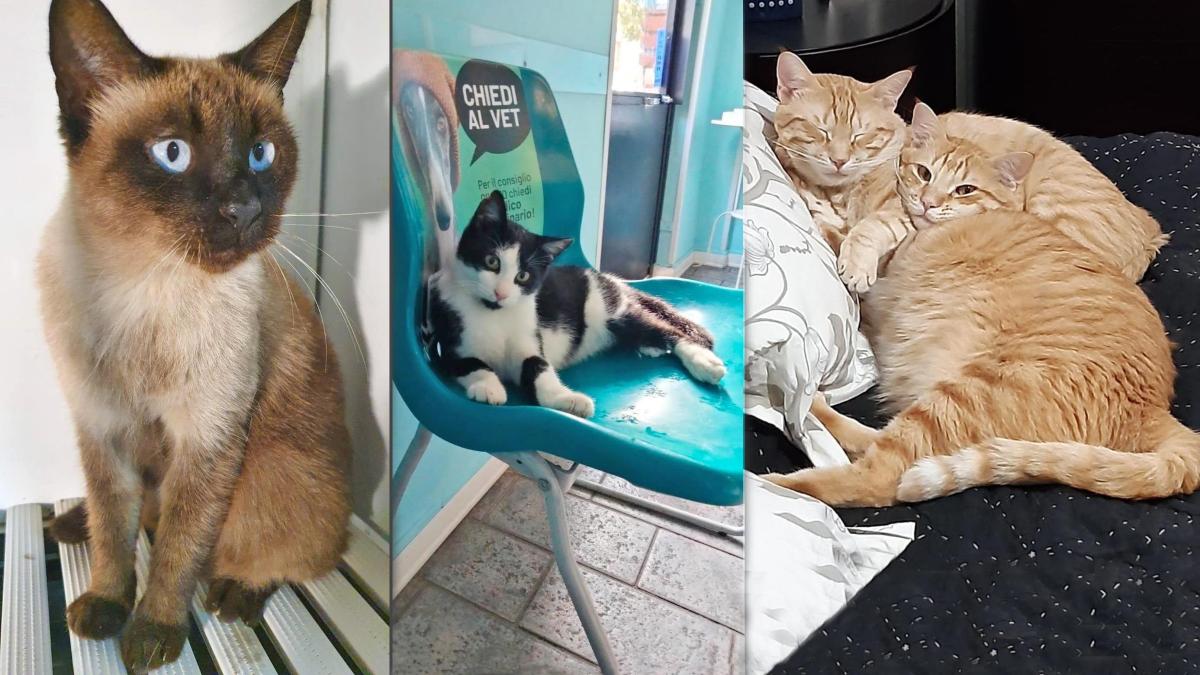 SuperCat Show, alla Fiera di Roma la mostra felina. La mascotte è Orsetta,  siamese abbandonata