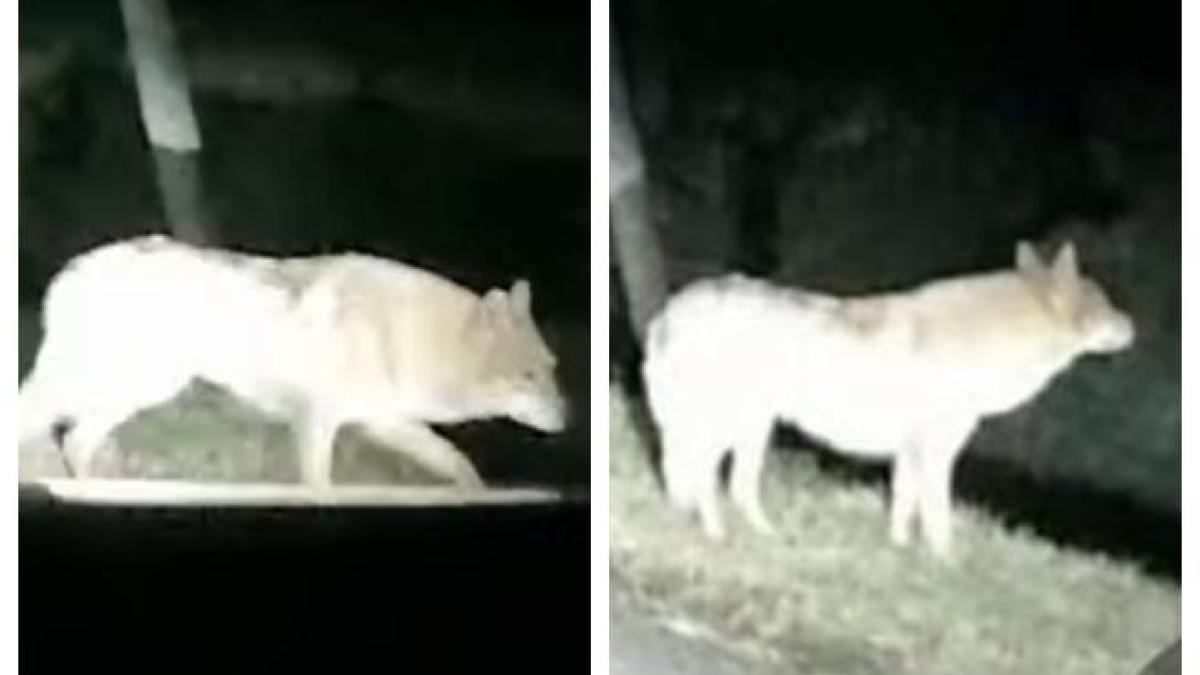 Lupo a Santa Maria di Sala, paura in rete. L'esperto «Difficile immaginare che un esemplare