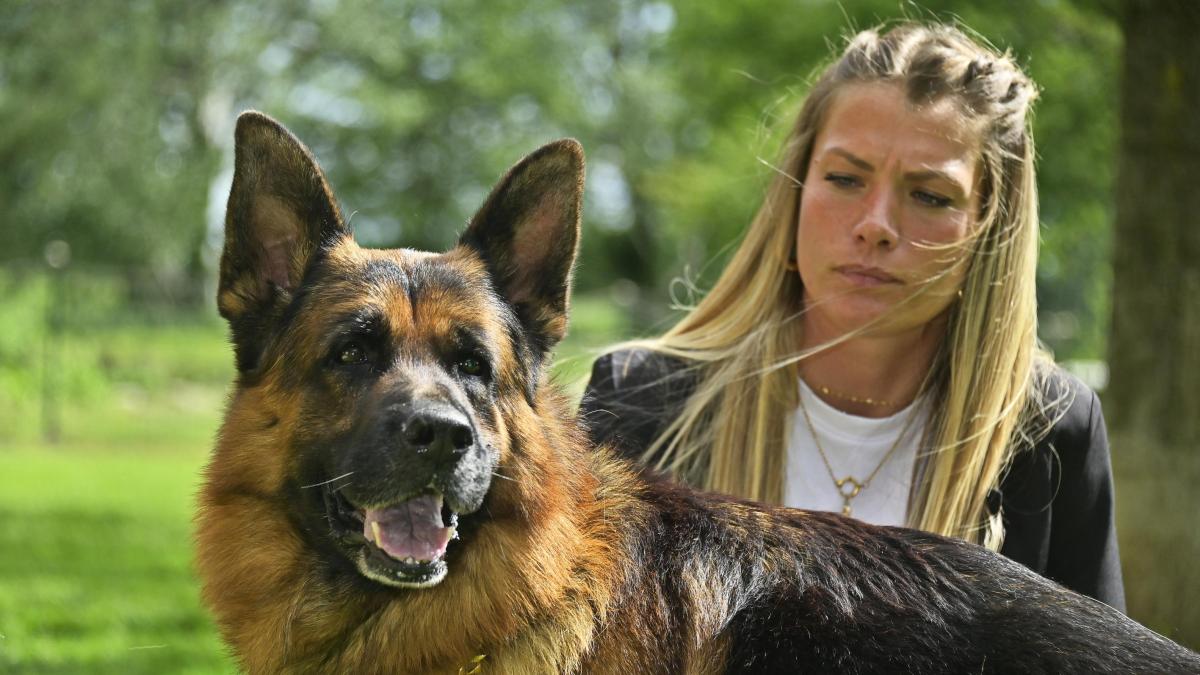 Qual è Lo Stato Più Ricco Del Mondo Günther VI, il cane più ricco del mondo: la tata Alice, il patrimonio