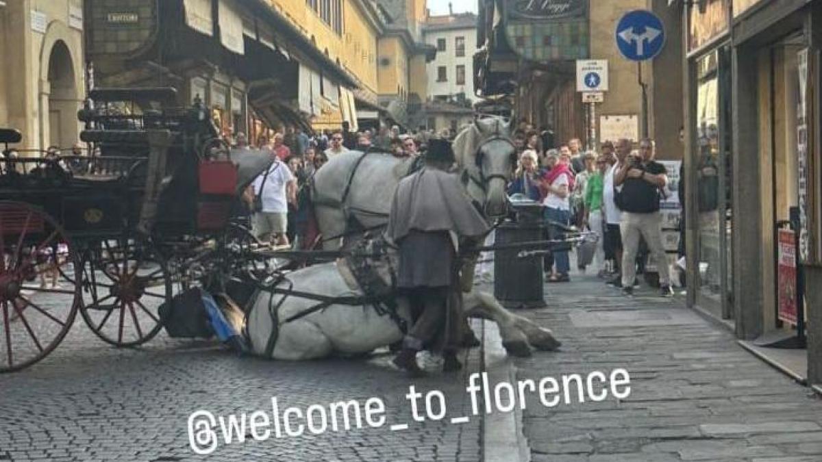 Firenze, cavallo stramazza al suolo su Ponte Vecchio: «Il Comune abolisca le carrozze con animali e incentivi i mezzi elettrici» #adessonews