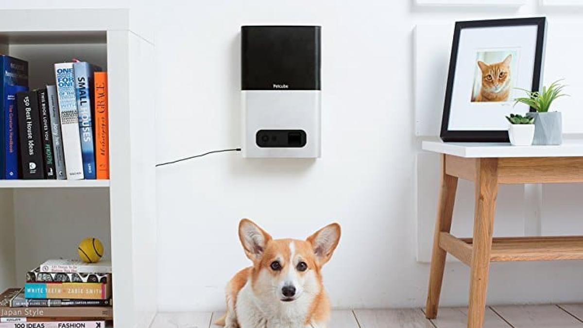 Dispositivi smart per cani e gatti 