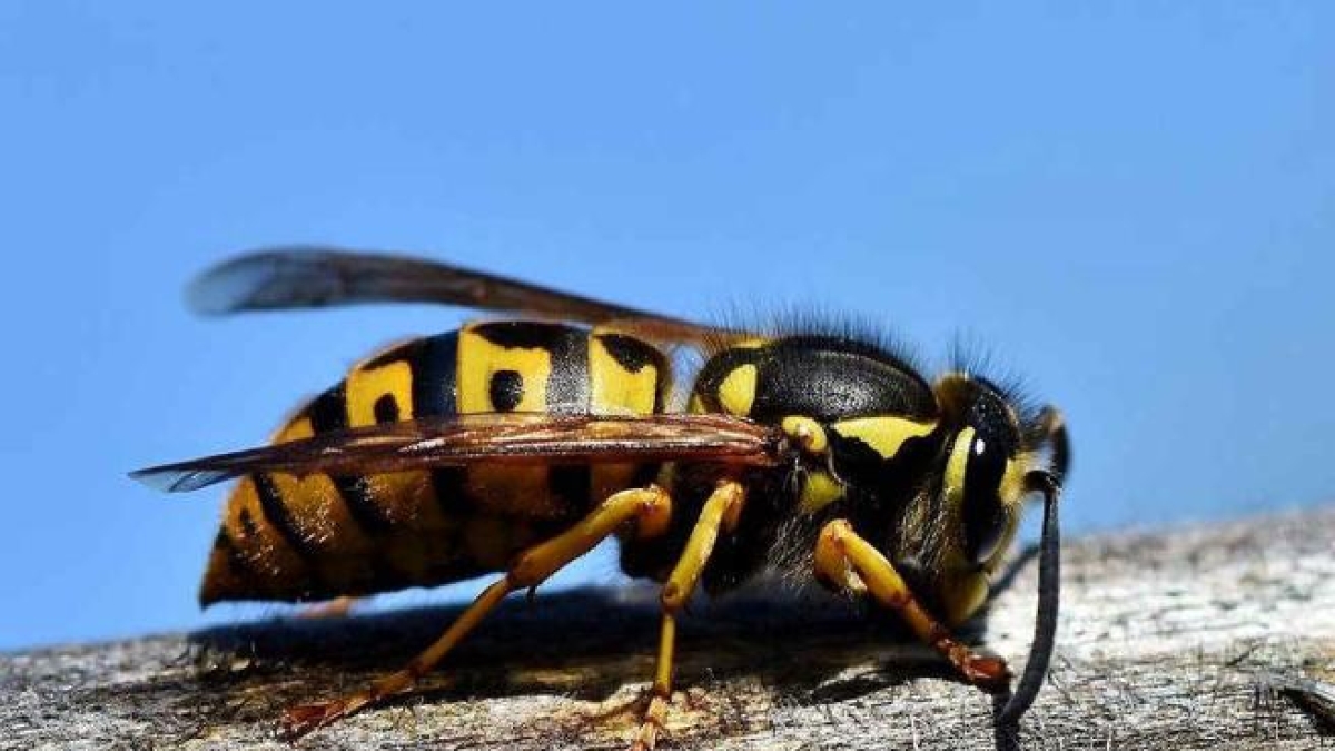 Sabaudia: punta da un calabrone 67enne muore per choc anafilattico. La famiglia autorizza la donazione degli organi