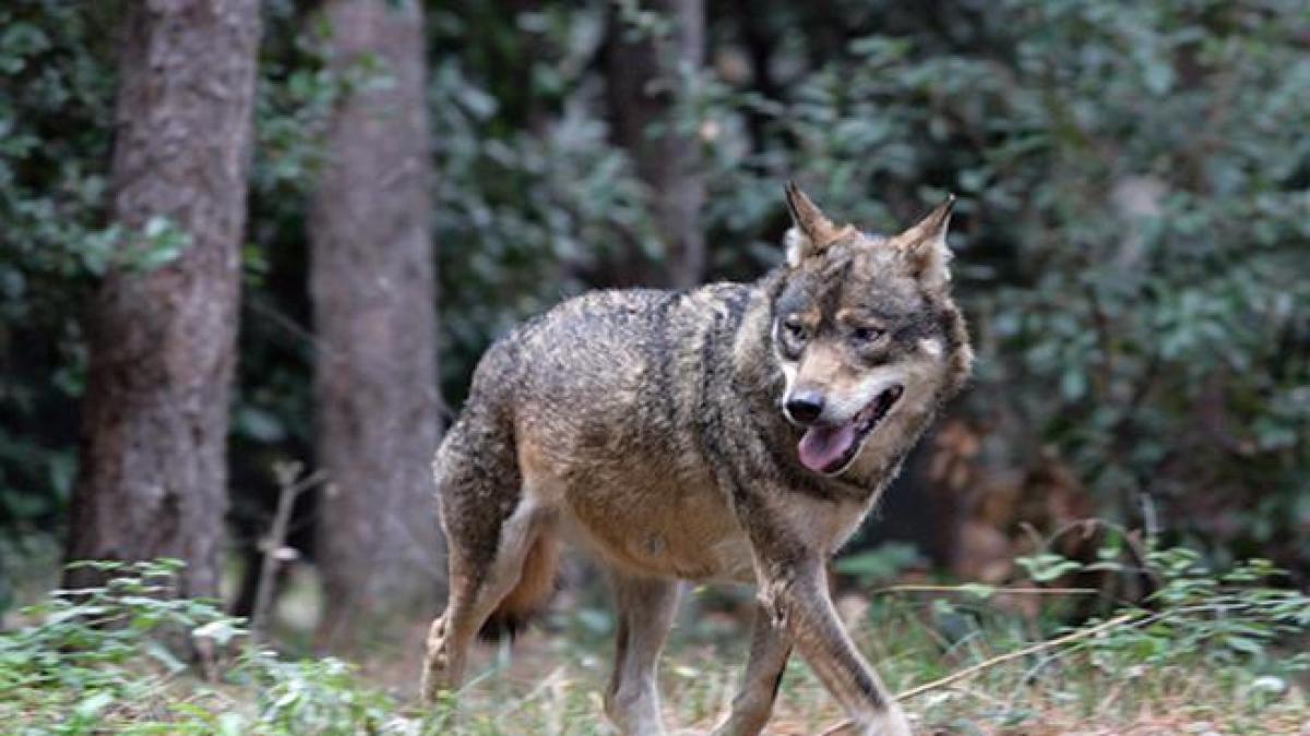 Allarme lupi in Valdichiana uccisi cani pecore e altri animali