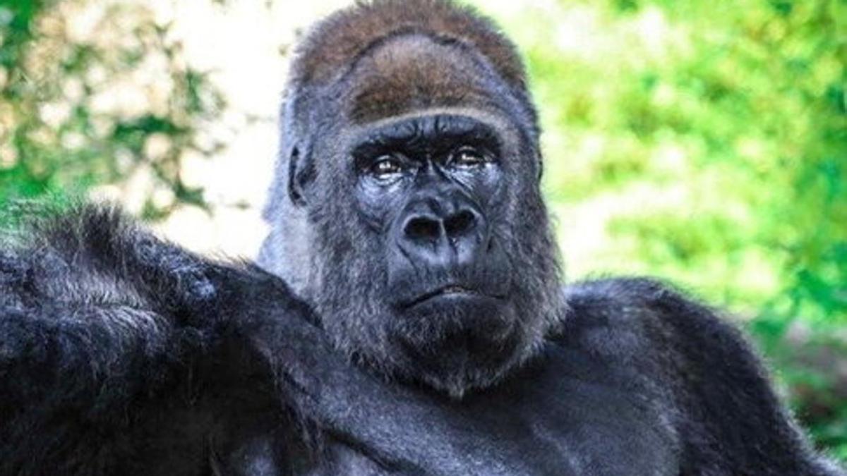 Cinquantamila firme per liberare il 'gorilla triste', l'appello degli  animalisti allo Zoo Safari: E' anziano, merita di non morire così - la  Repubblica