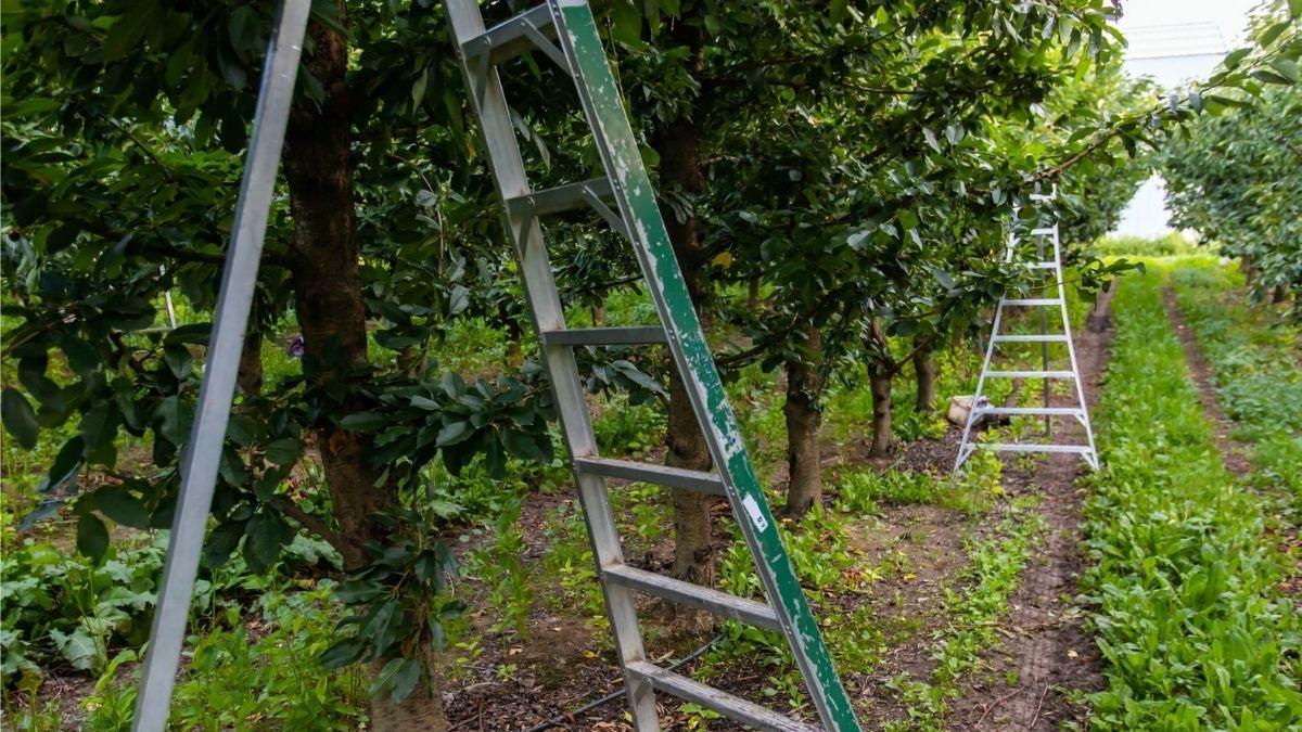 Torre Del Greco, Muore Folgorato Mentre Lavora Nel Suo Terreno Agricolo ...