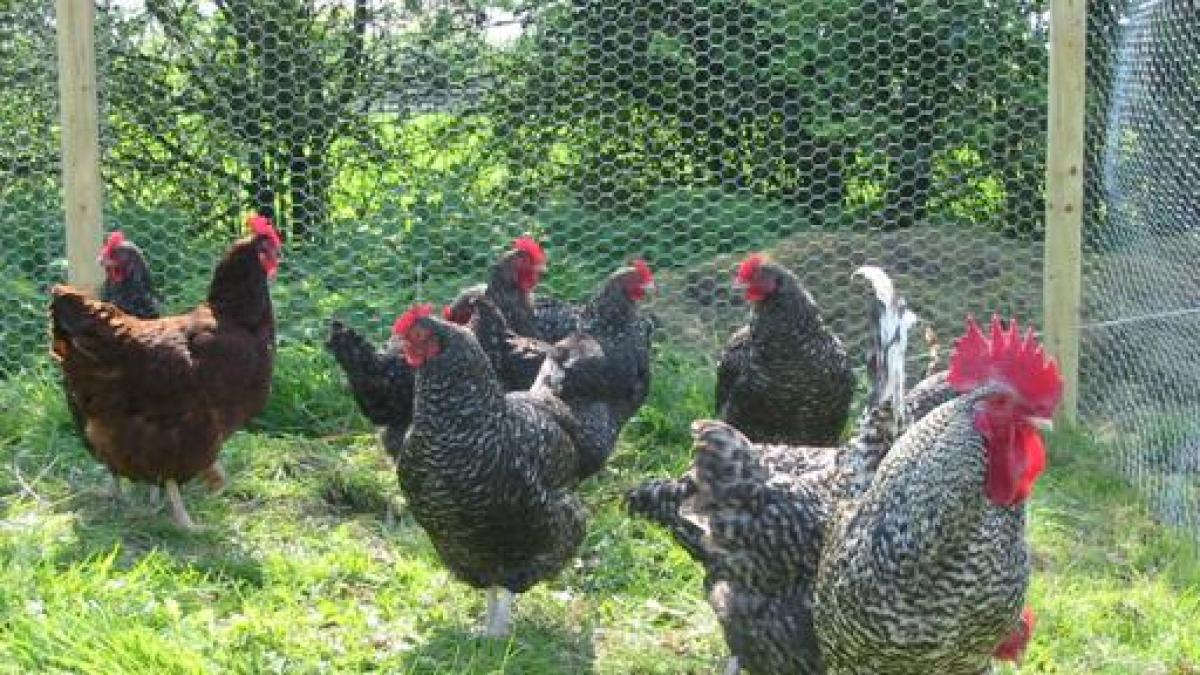 Pollo bio in Puglia, Amadori aggiunge un nuovo tassello