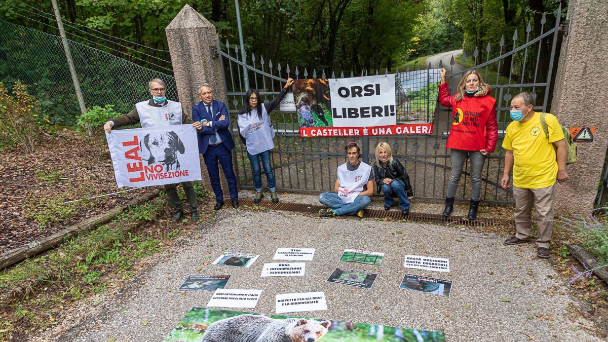 CENTO PER CENTO ANIMALISTI * ORSI TRENTINO: « AZIONE AL CASTELLER, GAIA NON  DEVE MORIRE » - Agenzia giornalistica Opinione. Notizie nazionali e dal  Trentino Alto Adige