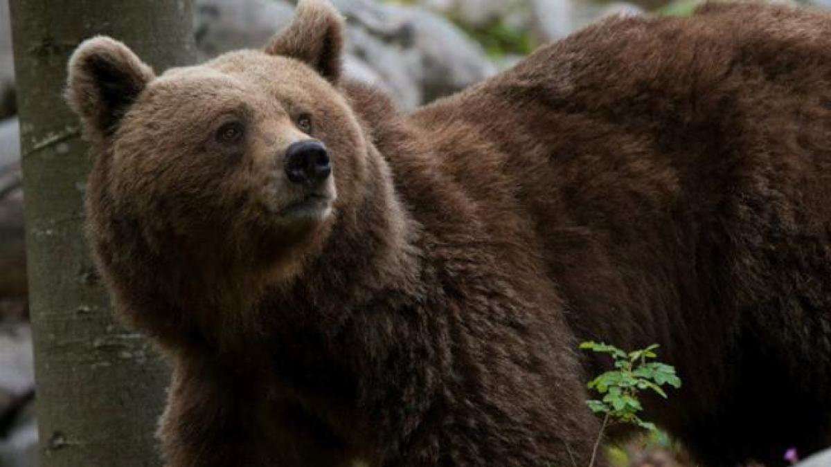 Trentino, orso investito da un'auto: al volante c'era un cacciatore