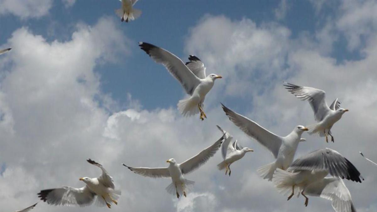 Virus West Nile, Gianni Rezza: «Cornacchie e gabbiani influiscono sulla possibile diffusione»