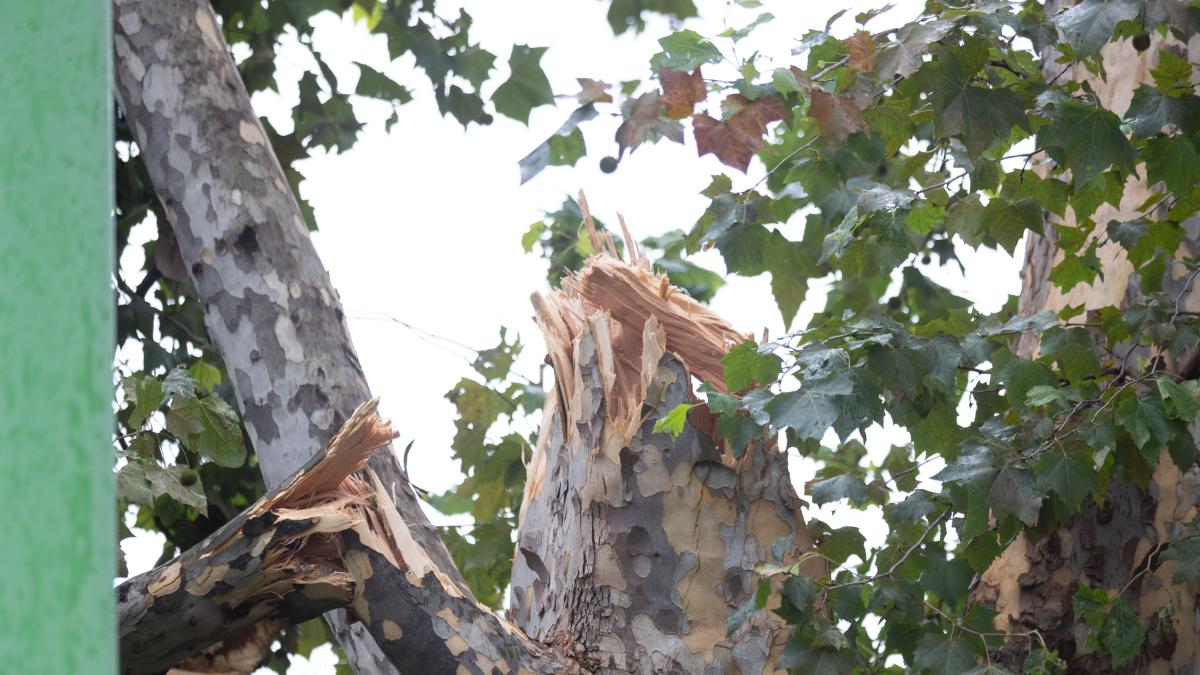 Arezzo muore schiacciato da un albero a 77 anni Corriere.it