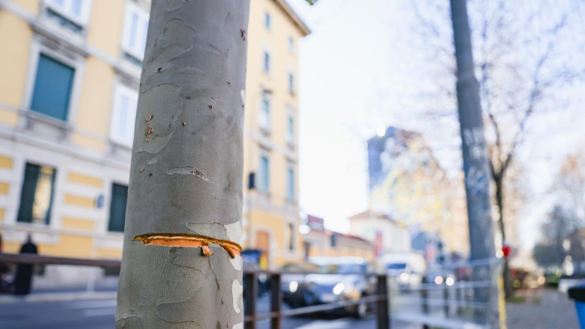 Milano, cavo di acciaio messo in strada ad altezza uomo 