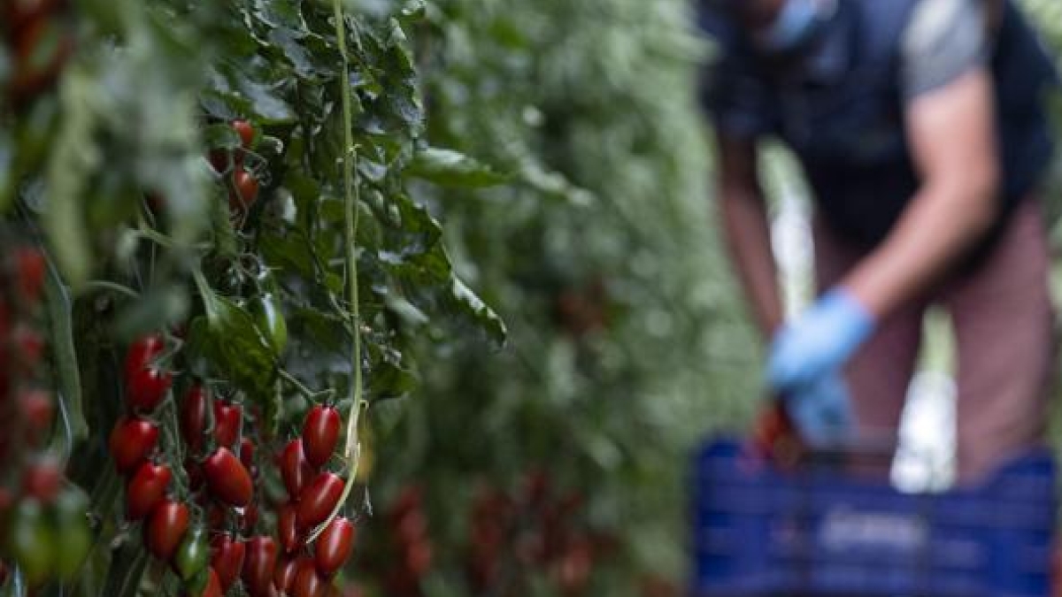 Ciliegie a 20 euro, pochi pomodori, latte alle stelle: ecco il costo nascosto della crisi climatica
