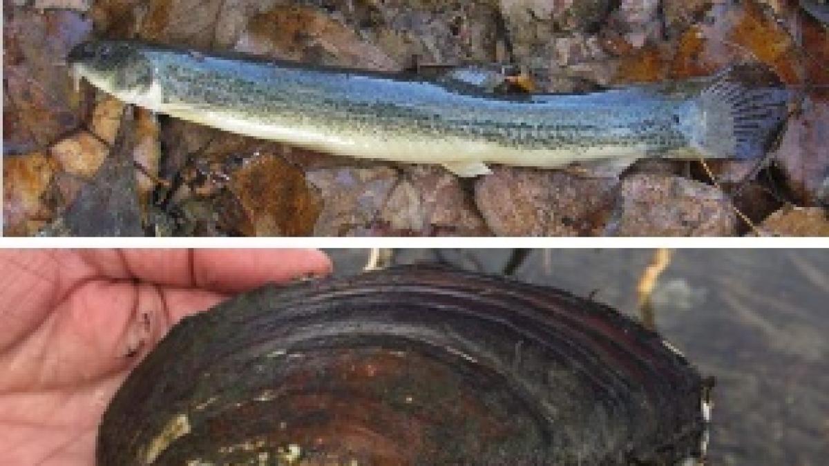 Specie Tropicali Nei Laghi E Fiumi Del Piemonte Allarme Per Il Pesce Siluro E La Cozza Venuti