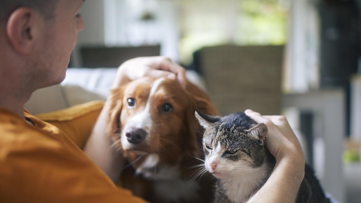 Dogs and cats can transmit antibiotic-resistant “superbugs” to their owners