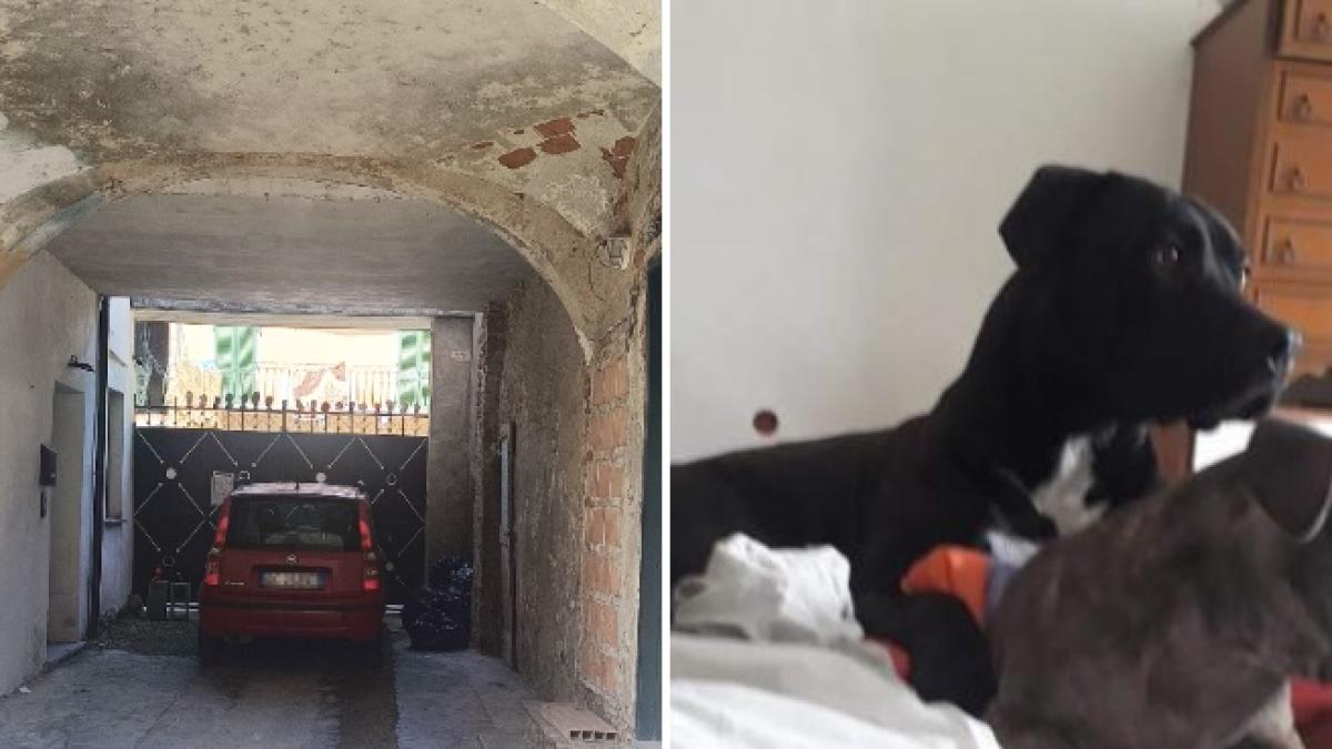 Bimbo ucciso dal pitbull a Palazzolo Vercellese, i testimoni: «La nonna  urlava: salvate Michele. Con due mattoni abbiamo allontanato il cane» |  Corriere.it