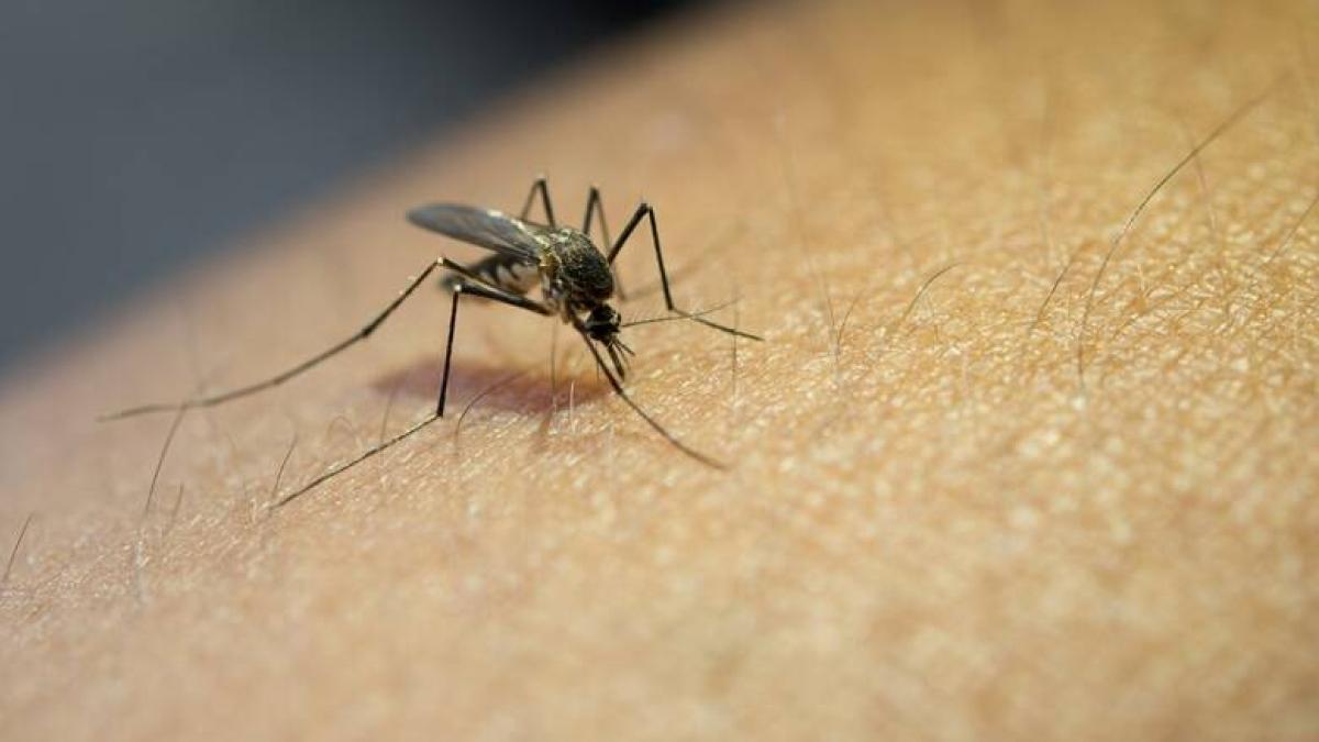 Virus West Nile, donna muore dopo la puntura di una zanzara: era stata ricoverata con febbre e in stato confusionale Virus West Nile, donna muore dopo la puntura di una zanzara: era stata ricoverata con febbre e in stato confusionale