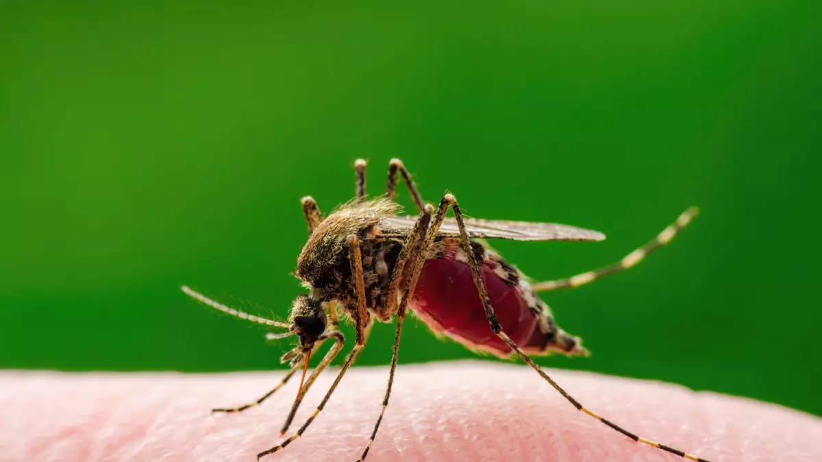 Donna morta per il virus West Nile in provincia di Roma, almeno 6 i contagi a Latina: preoccupano altri due pazienti