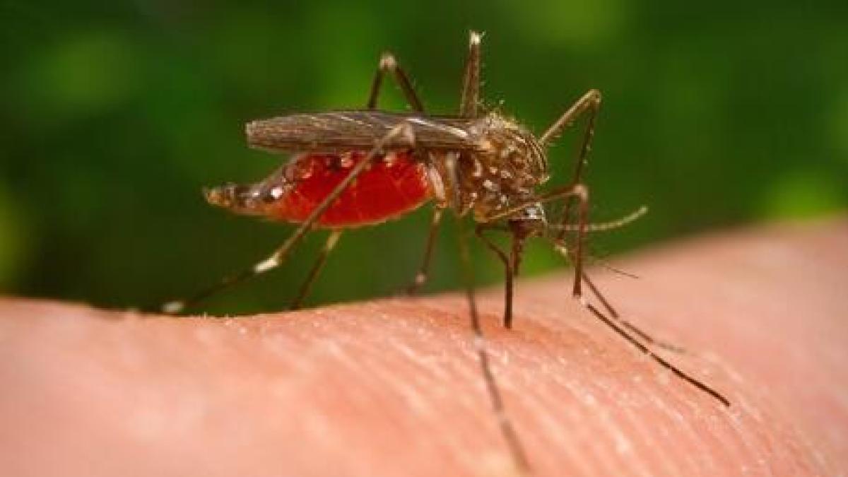 West Nile, salgono a 32 i casi: due terzi sono a Latina. L’Iss: «Andamento in linea col passato, è differente la distribuzione spaziale»