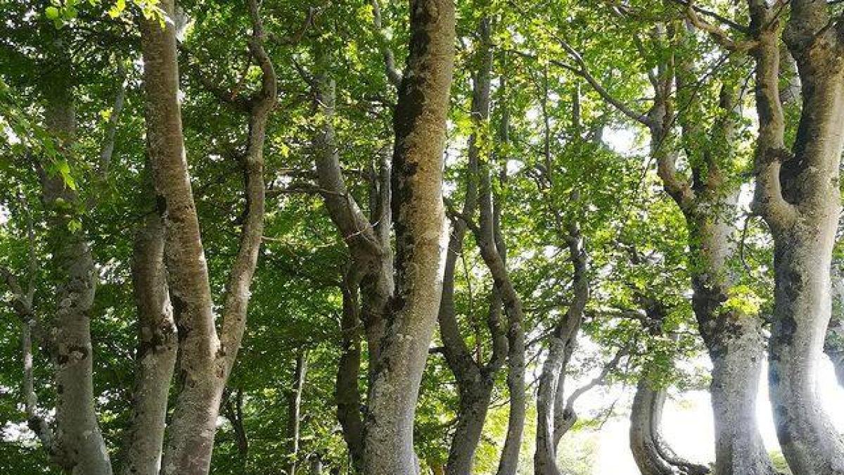 Bellezze e foreste d'Abruzzo, la fiaba dei «faggi torti» che ispirarono Tullio Pericoli 