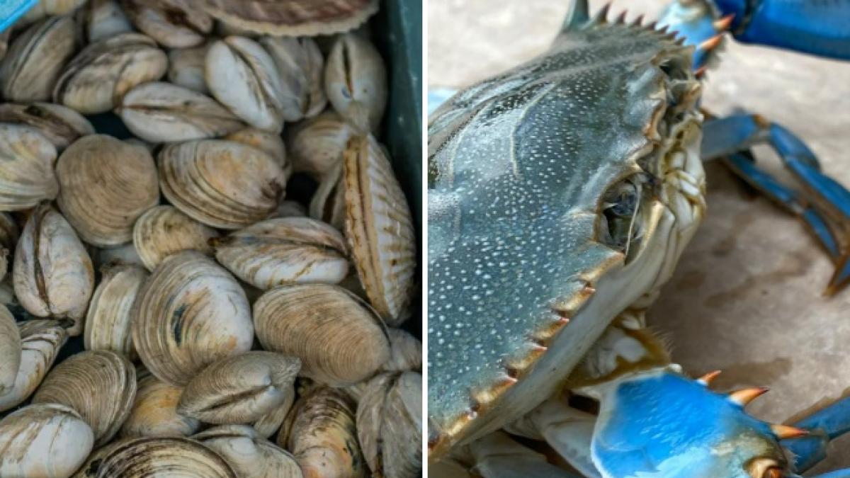 Granchio blu a Orbetello: «Si è quintuplicato». I pescatori di di vongole scrivono al commissario Caterino