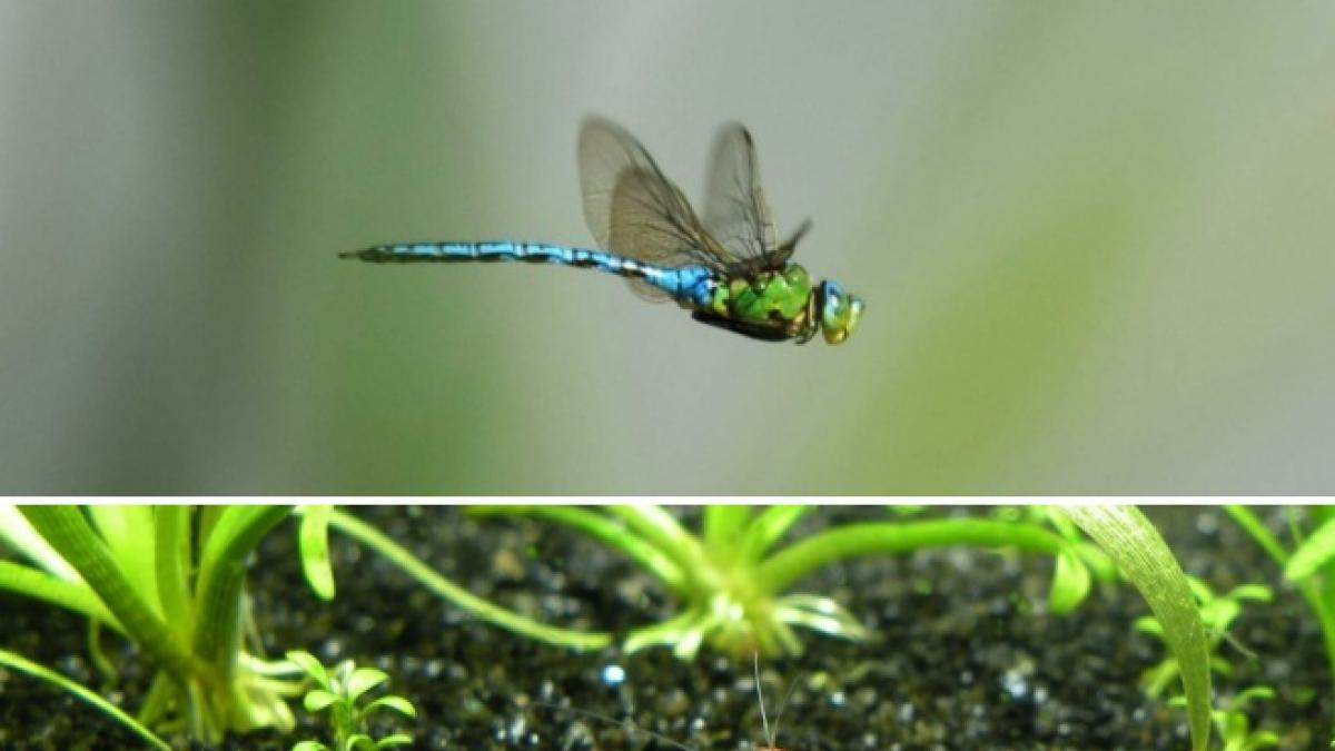 Perché un quarto degli animali d'acqua dolce rischia l'estinzione? Tra le cause inquinamento, dighe e agricoltura