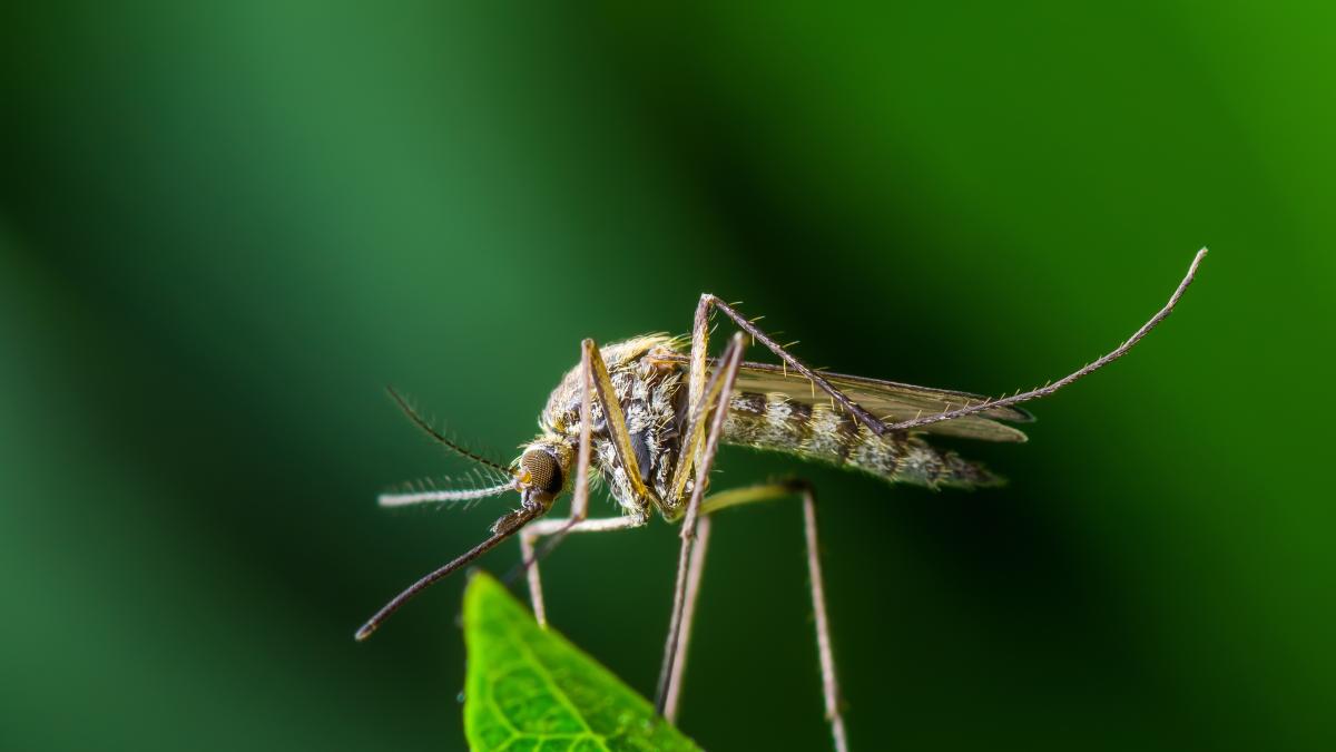 Tropical Maladies on the Rise in Italy: How to Identify and Prevent Them