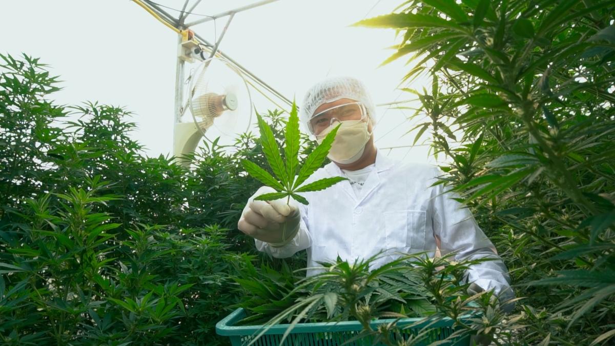 Con la cannabis memoria e salute del cervello sono a rischio: studi su schizofrenia e compiti di lavoro