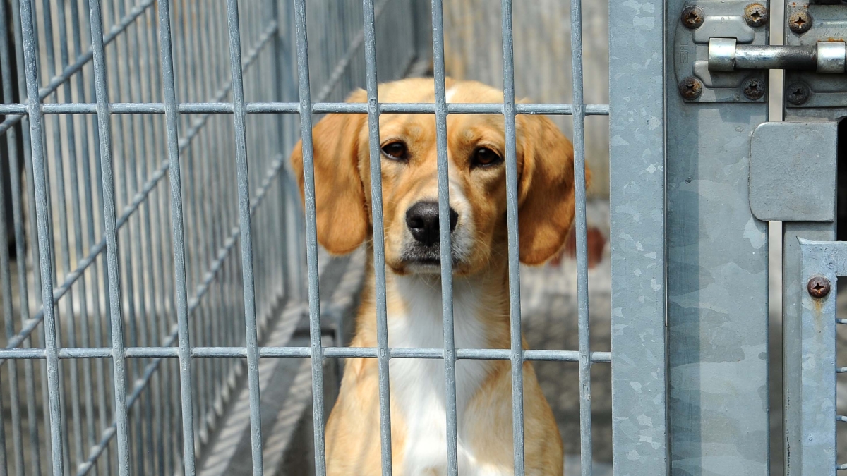 Giornata degli animali randagi, i numeri dell'Italia: 100 mila i cani in  canile, 76 mila i gatti sterilizzati | Corriere.it