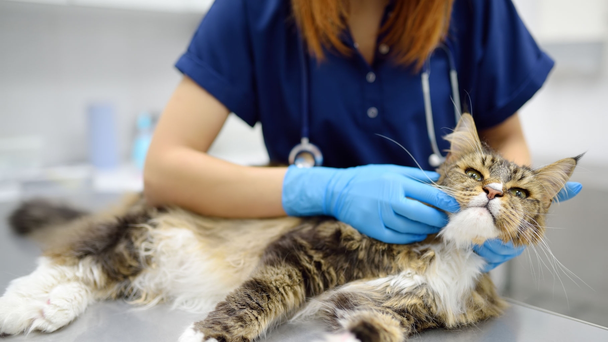 Peritonite infettiva felina, il governo spinge sul farmaco anti Covid che salva i gatti. «L'Aifa intervenga subito»