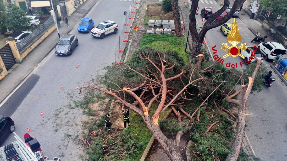 Firenze, pino gigante crolla sul viale De Amicis: nessun ferito