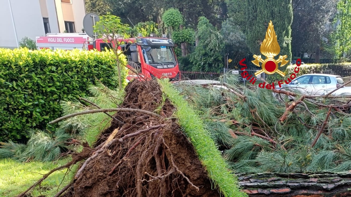 Firenze, cade un pino in via Pisano: danni ad auto e motorini