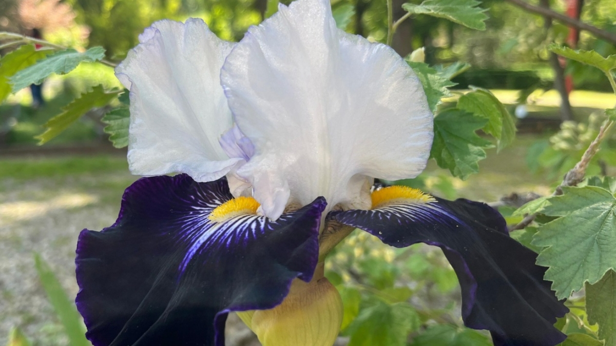 All’Orto botanico è fiorita l’Iris «Università di Firenze»