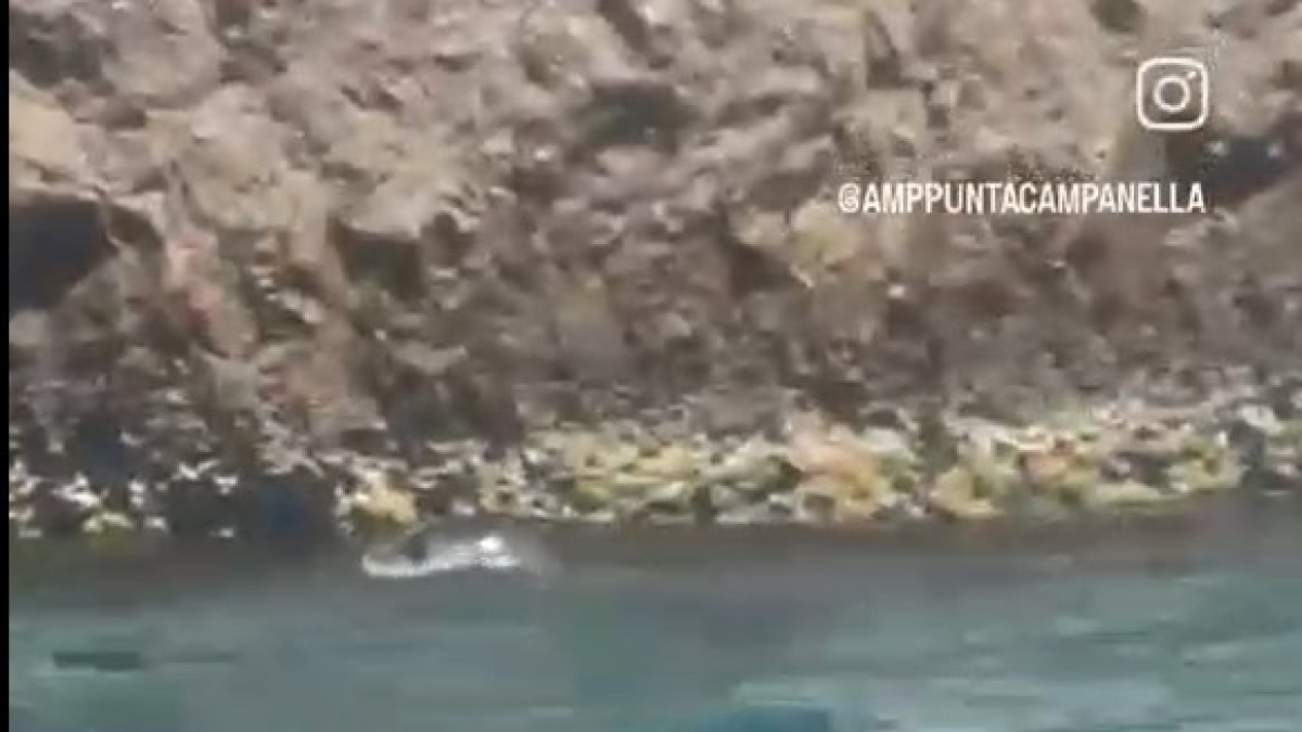 A Capri un nuovo avvistamento della Foca monaca: «Tornata nelle nostre acque dopo quasi un secolo»