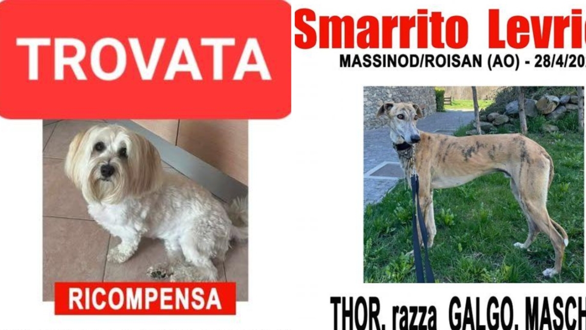 Varese, la squadra di volontari che rintraccia i cani scomparsi: «Risolviamo 300 casi all'anno. Usiamo anche droni e termocamere»