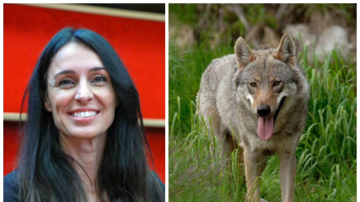 Lupo, declassata la protezione dell'animale. La deputata Ambrosi: «Bene, ormai presenza è fuori controllo»