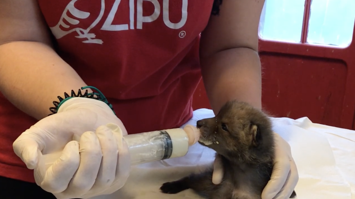 Ricci, rondoni, volpi, merli: cosa fare per salvarli se li troviamo feriti