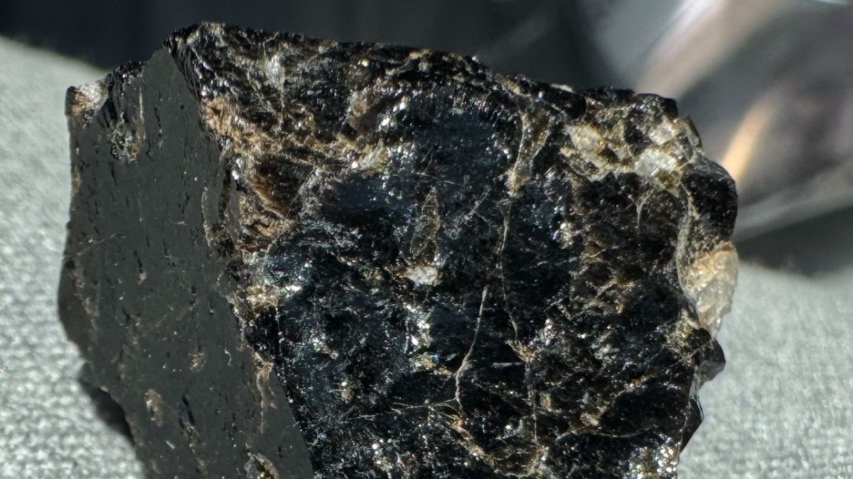 A Vivara in mostra l'oro nero del Mediterraneo