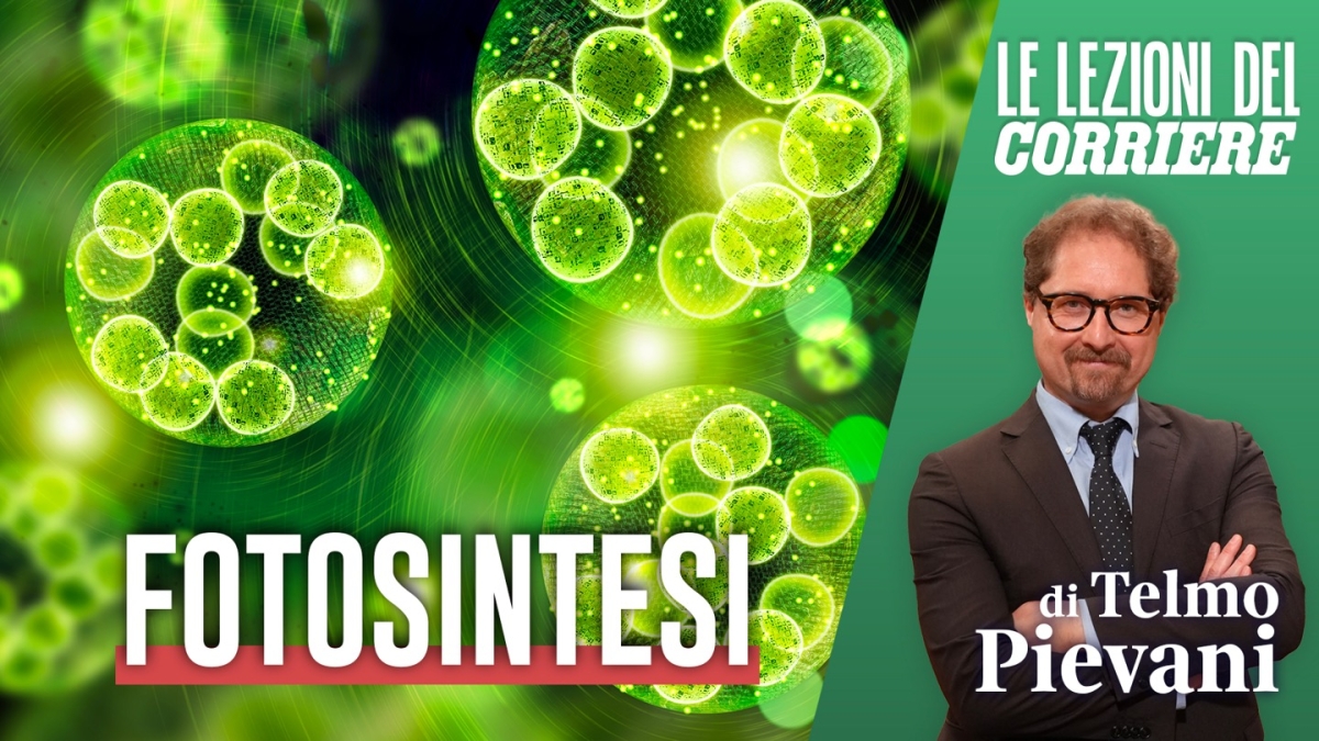 Ma cos'è davvero la fotosintesi?