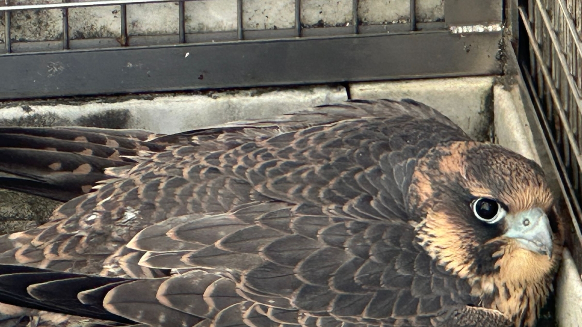 Firenze, c'è un falco pellegrino sulla cupola del Duomo «ma nessuno viene ad aiutarci»