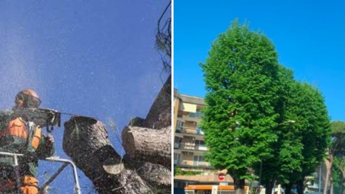 Sit-in contro il taglio degli alberi a viale Europa: 17 indagati per resistenza a pubblico ufficiale e manifestazione non autorizzata