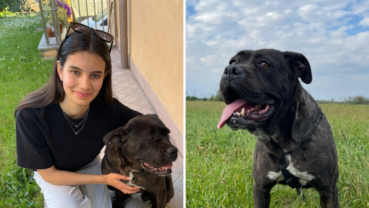 Kuma, la vita felice dopo anni nella famiglia violenta (oggi a processo per femminicidio)Cani e gatti in cerca di casa