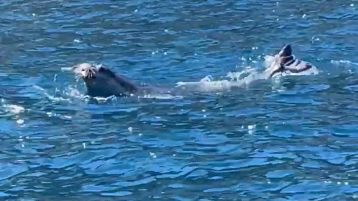 Il viaggio della Foca monaca da Massa Lubrense a Capri e Ischia, gli esperti: «Segnalatela, senza disturbarla»