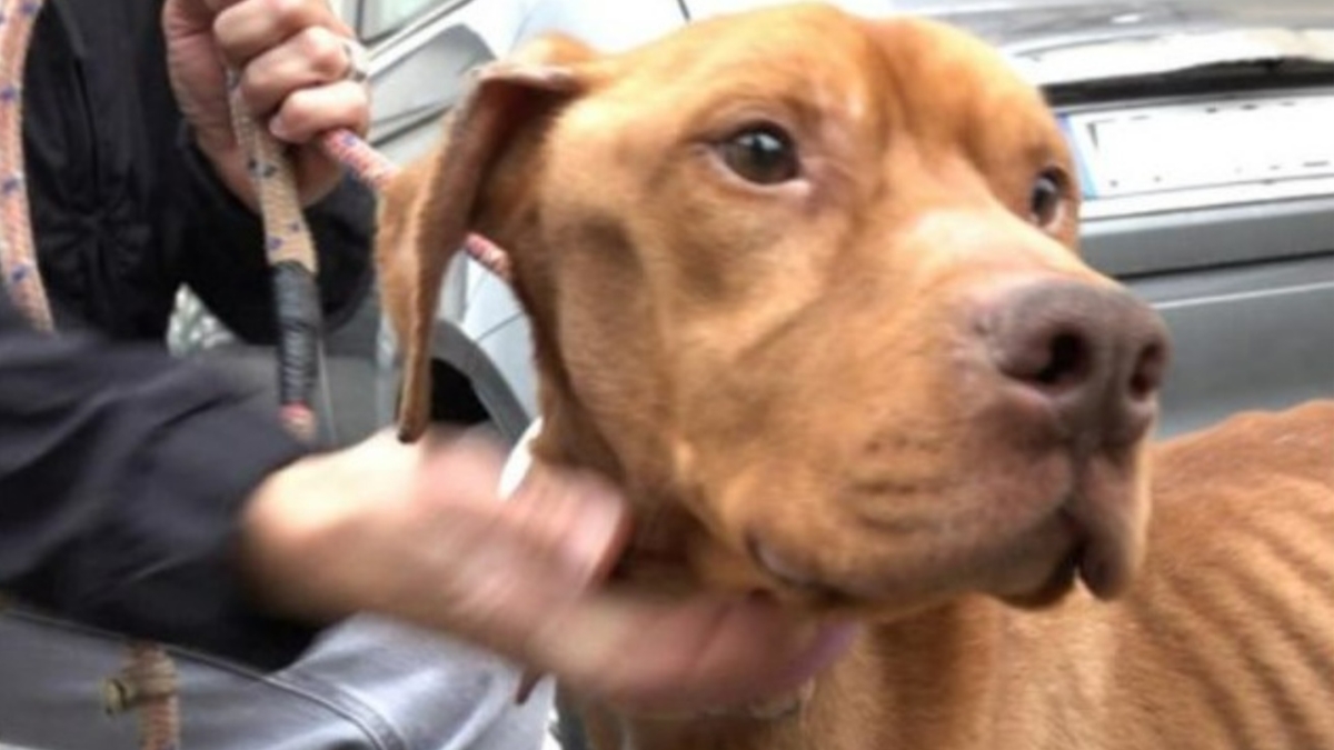 Hulk, il cane denutrito e maltrattato salvato dai carabinieri: ora è in un canile a Pistoia