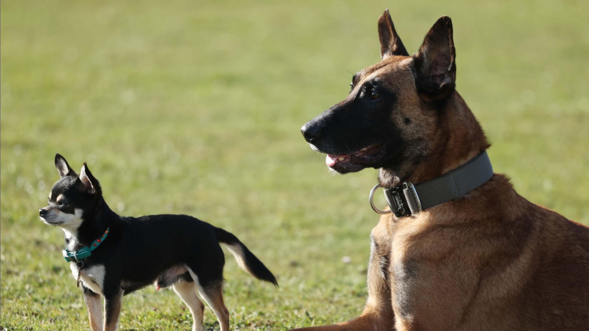 Perché i cani piccoli vivono di più di quelli grandi? Cosa bisogna sapere su razze e età