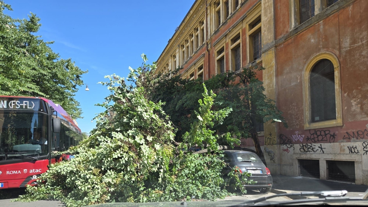 Roma, crolla un albero in via Zabaglia a Testaccio, paura tra i residenti e traffico bloccato