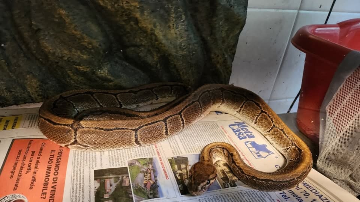 Allarme a Villanova Canavese: Ritrovato Pitone Reale Ferito e Denutrito - Intervento Urgente!