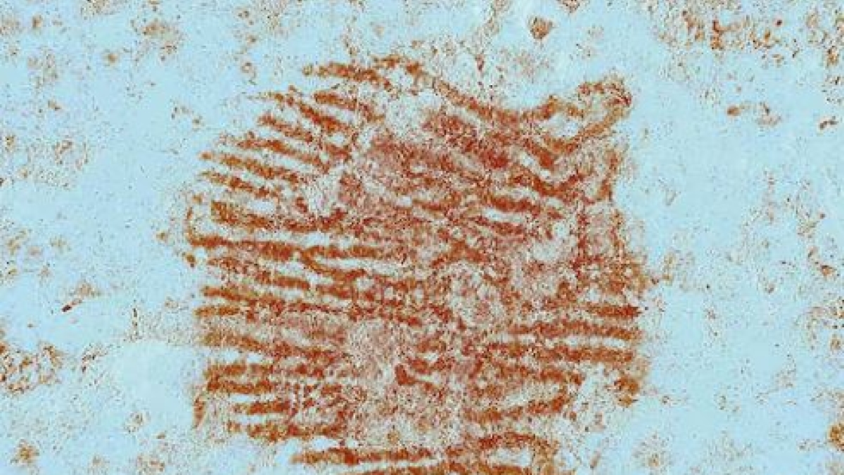 «Ecco l'impronta digitale più antica del mondo». Per scienziati e poliziotti spagnoli appartiene a un Neanderthal