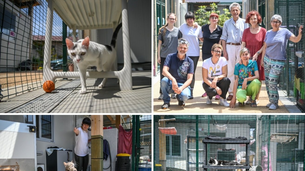 I 40 anni dell'associazione Mondo Gatto: «Accumulare animali è la nuova emergenza»