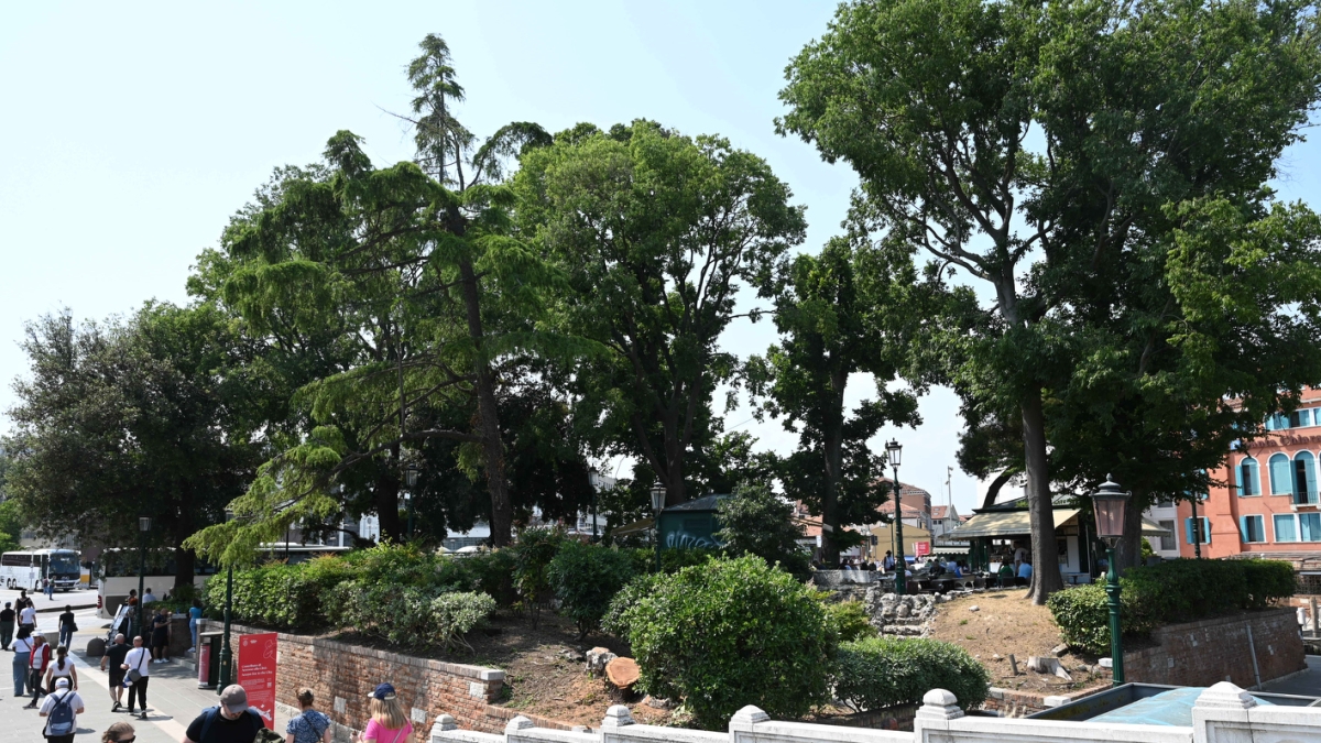 Venezia, tagliato un albero di piazzale Roma: «Era a rischio caduta, lo tenevamo monitorato»