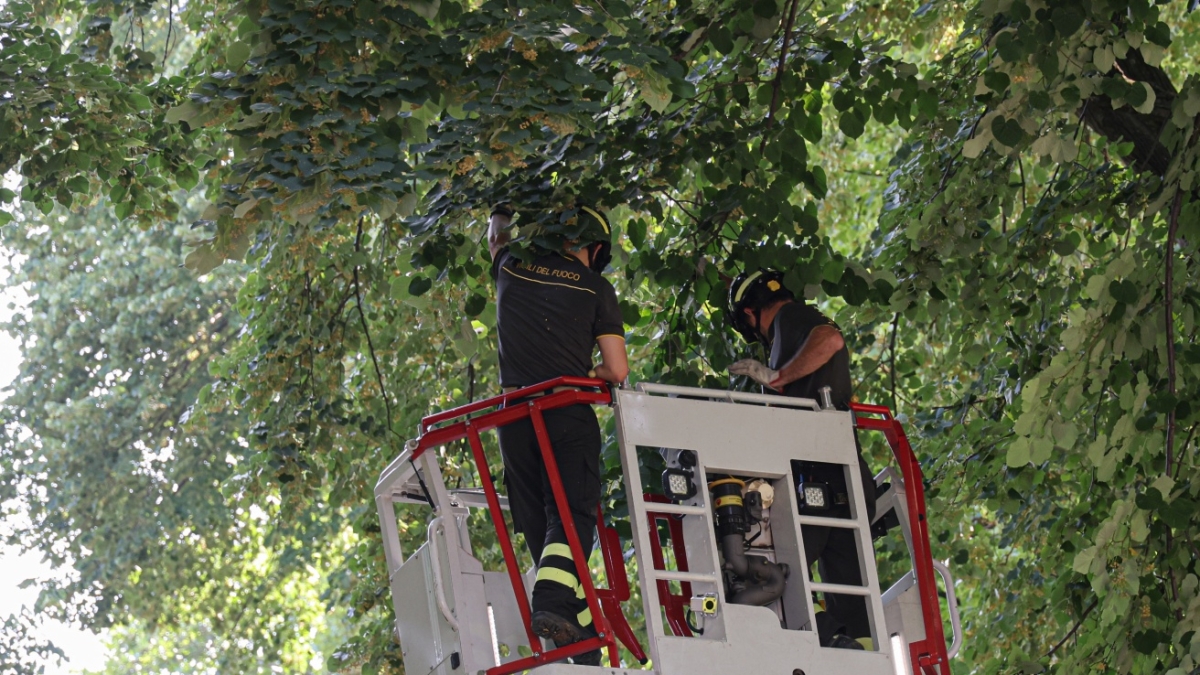 Firenze, crolla un altro ramo alle Cascine: sfiorato un passante